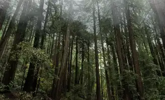 Explorer les séquoias géants au Parc National de Muir Woods Monument