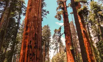 Voyagez au coeur de la nature sauvage du Parc national de Sequoia