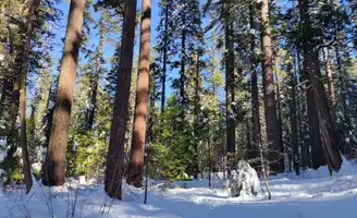 Arnold : découvrez une ville au cœur de la nature californienne