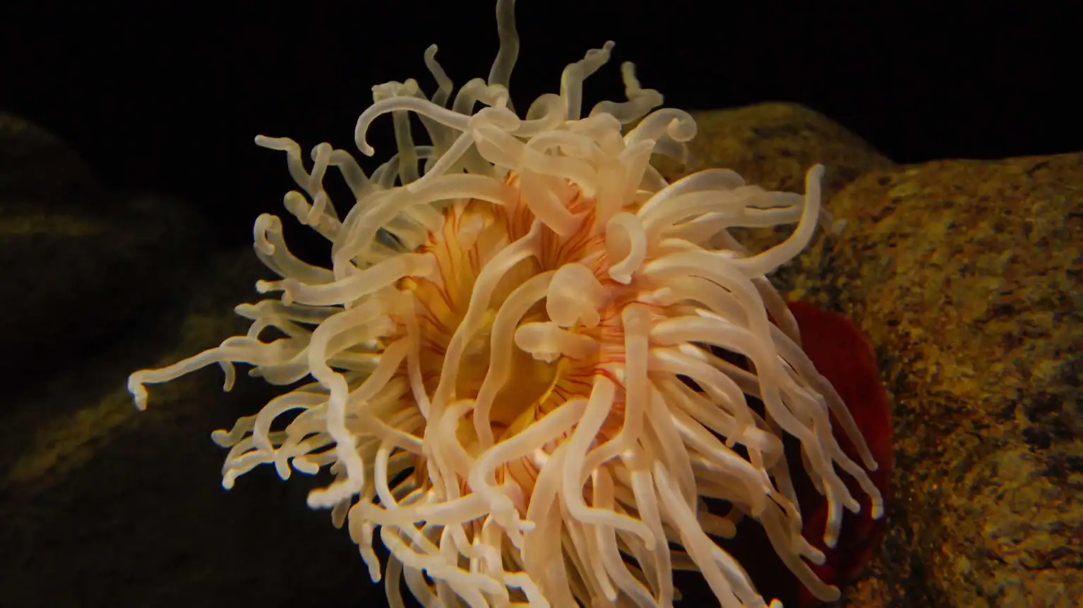 Monterey Bay Aquarium