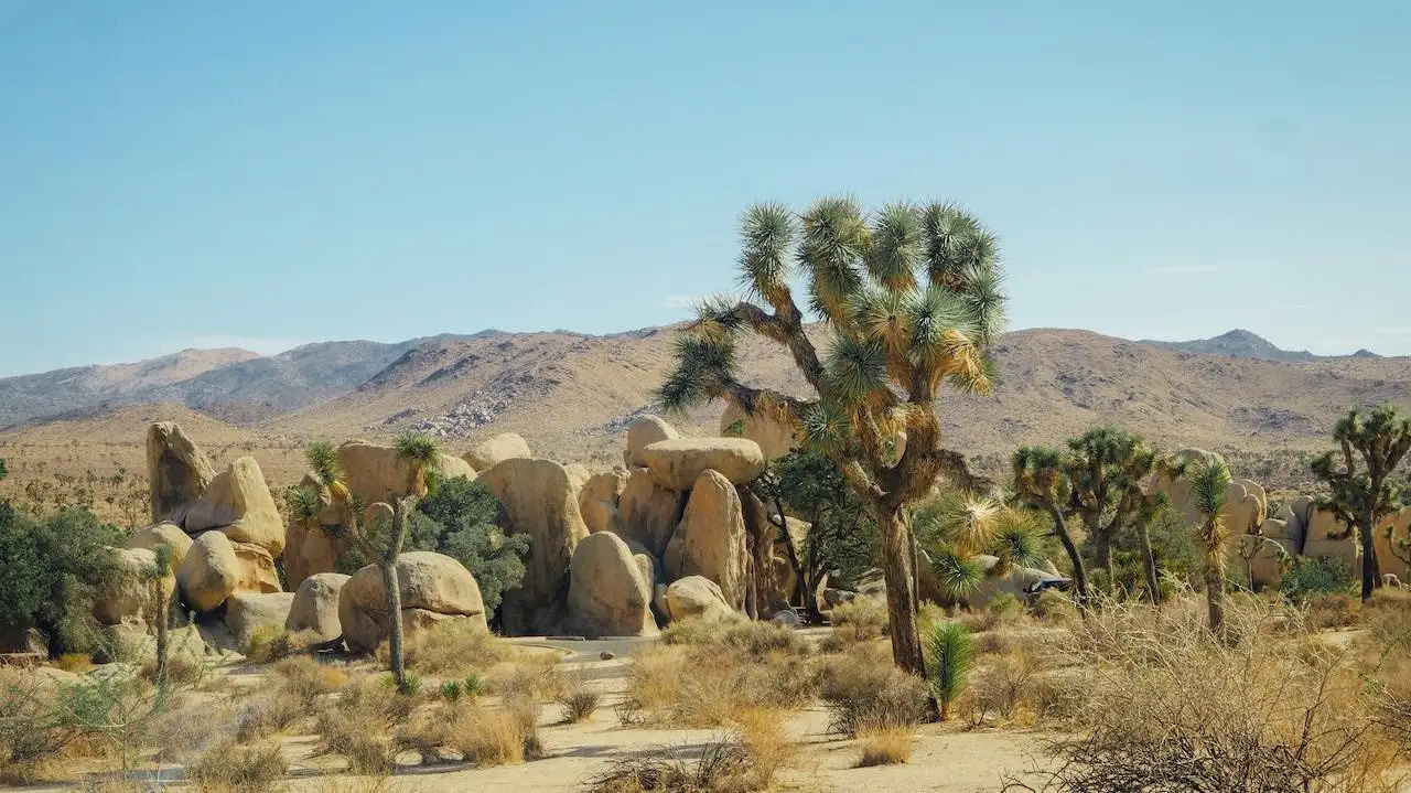 Joshua Tree National Park