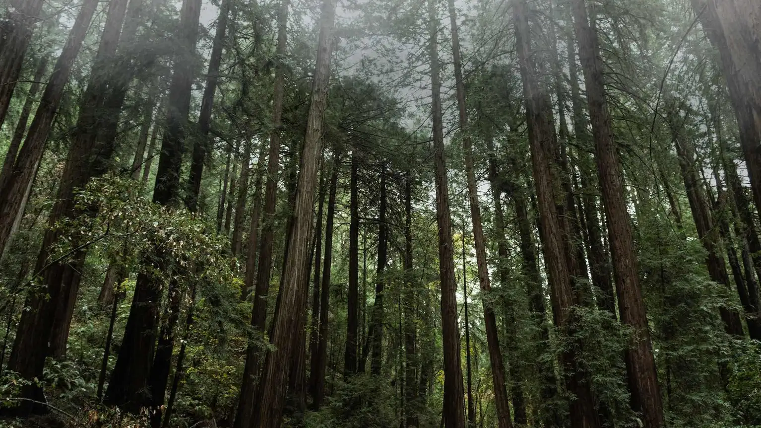 Muir Woods National Park