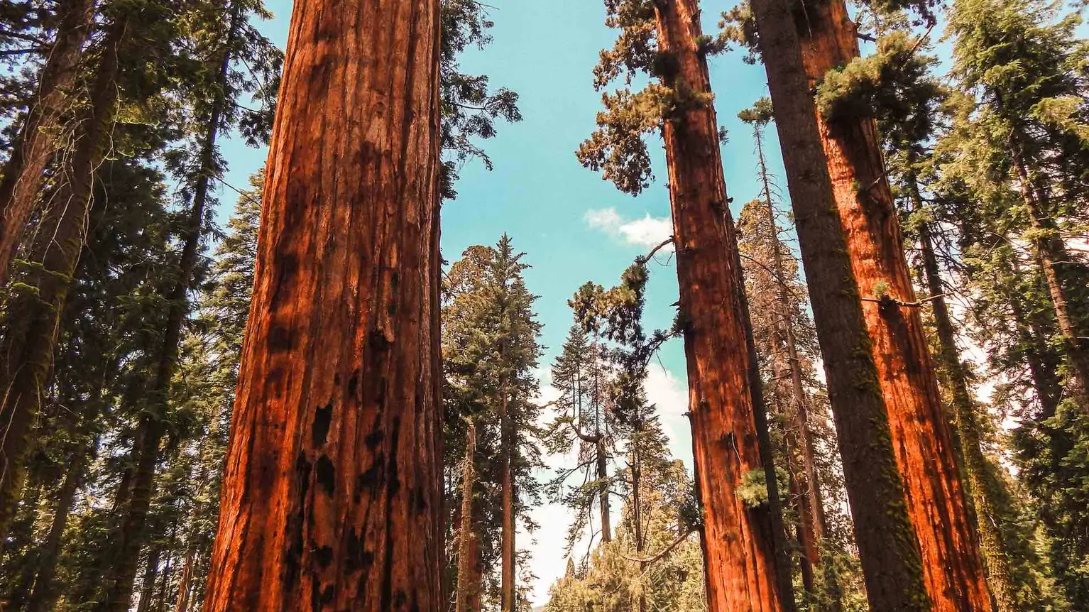 Sequoia National Park